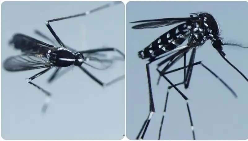 Chikungunya Virüsü: Küresel Yayılımı ve Belirtileri Hakkında Bilmeniz Gerekenler