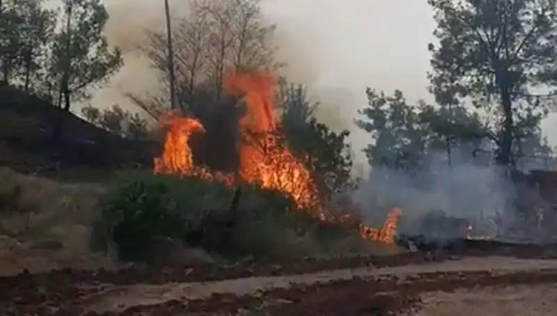 Denizli'de Korkutan Orman Yangını: Zarar Gören Alan 7 Hektara Ulaştı
