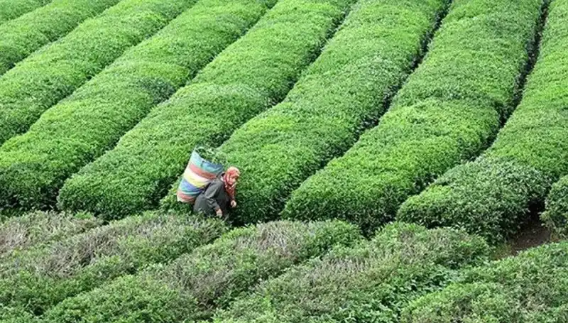 ÇAYKUR Bayramda Yaş Çay Alımına Devam Ediyor: Çiftçilere Destek!