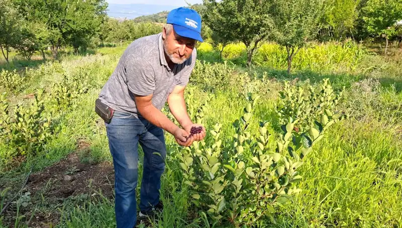 3 Yıl Önce Ekin, Şimdi 200 Lira Kilosuyla Meyve Vermeye Başladı!