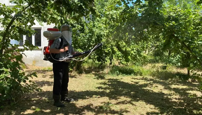 Çiftçinin Umudu Kükürt ve Samuray Arısında: Zorlu Mücadele!