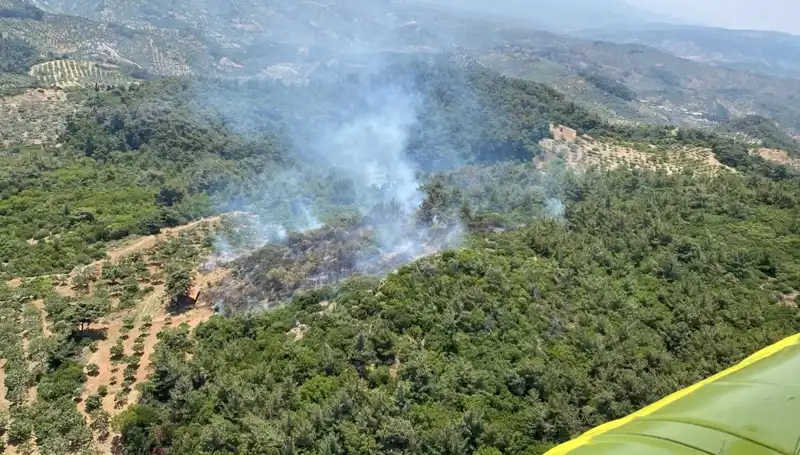 Aydın'da Orman Yangını: Doğa Katliamına Yol Açan Sebepler ve Sonuçları