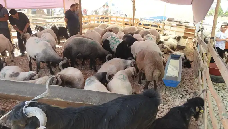 Kurban Bayramı’nda Hayvan Pazarları Neden Bu Kadar Yoğunlaştı?