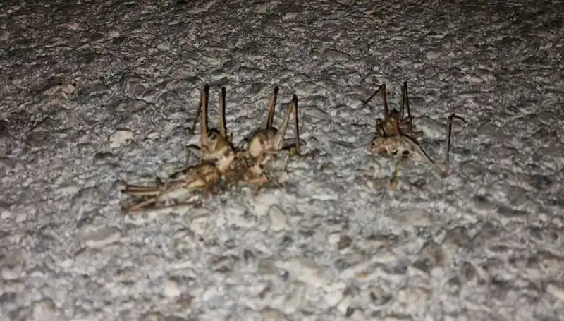 Yüzlerce Çekirge Şehrin Yollarını İstila Etti, Ne Olacak?