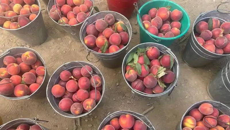 Çiftçilerin Yüzünü Güldüren Hasat Sezonu: Fiyatlar Zirveye Ulaştı