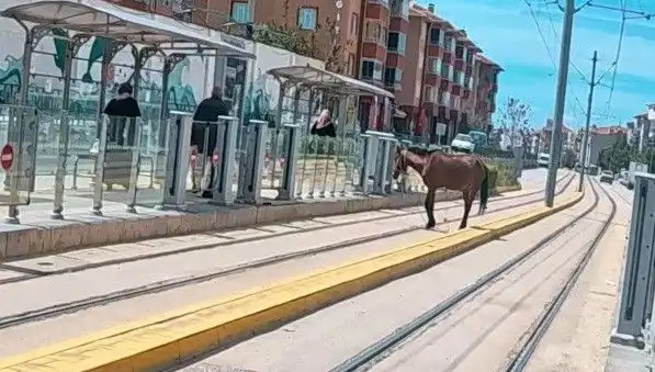 Eskişehir'de Tramvay Raylarında Baş Belası: Başıboş At Şaşkınlığı