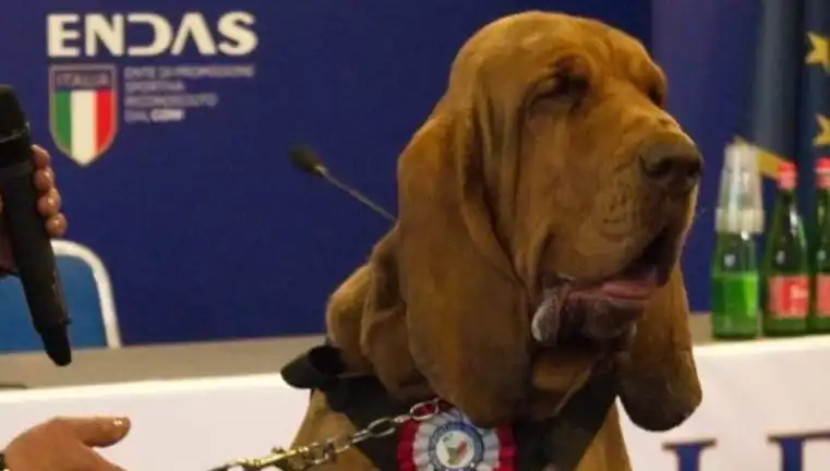 Arama Köpeğine Konulan Çivili Sosisle İşlenen Suikast Olayı