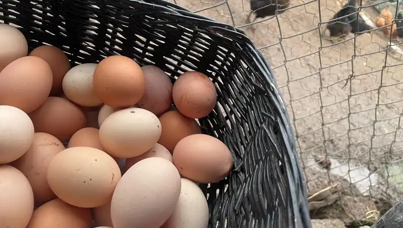 Okulların Açılmasıyla Mayıs Çukuru Nasıl Aşılacak? En Ucuz Protein Burada!