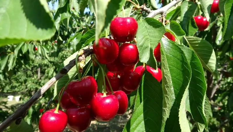 Çay Hasadı Başladı: Çay Bardağına Bile Sığmıyor!