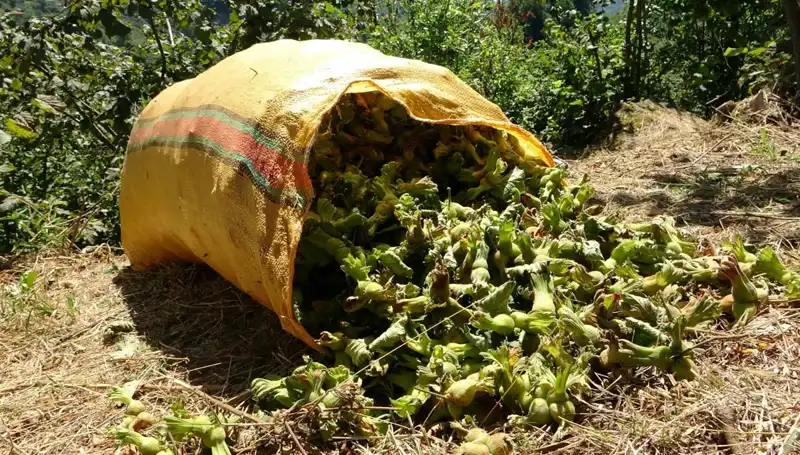 Giresun'da Fındık Hasadı Coşkuyla Başladı, İşçiler Bahçelerde!